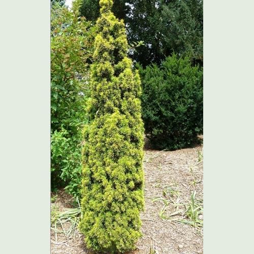 Taxus baccata David Тис ягідний - Taxus baccata David