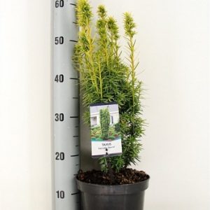 Тис ягідний - Taxus baccata David