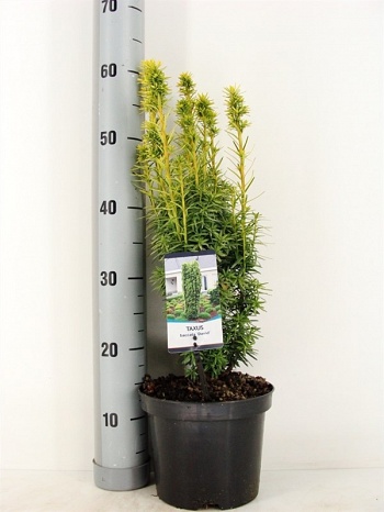 Taxus baccata David Тис ягідний - Taxus baccata David