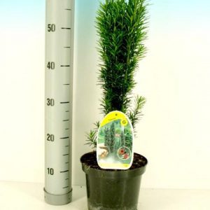 Тис середній - Taxus baccata Fastigiata Robusta
