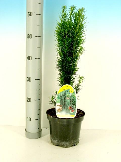 Taxus baccata Fastigiata Robusta Тис середній - Taxus baccata Fastigiata Robusta
