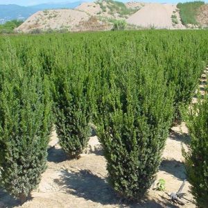 Тис середній - Taxus media Hillii
