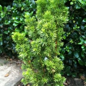 Тис середній - Taxus media Stricta Viridis