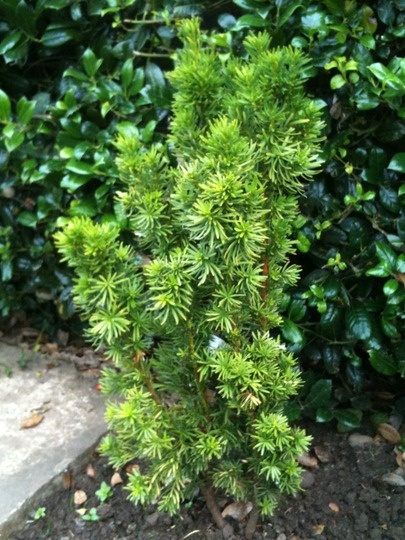 Taxus media Stricta Viridis Тис середній - Taxus media Stricta Viridis