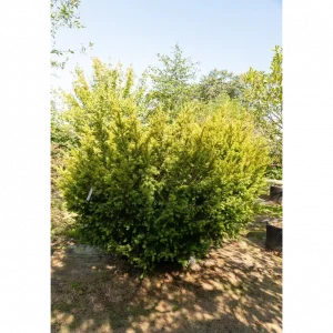 Тис ягідний - Taxus baccata Washingtonii