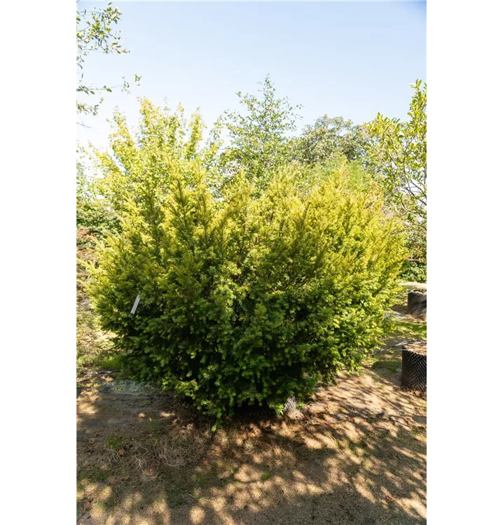 Taxus media Washingtonii Тис ягідний - Taxus baccata Washingtonii