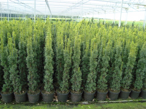 Taxus20baccata20Fastigiata.jpg