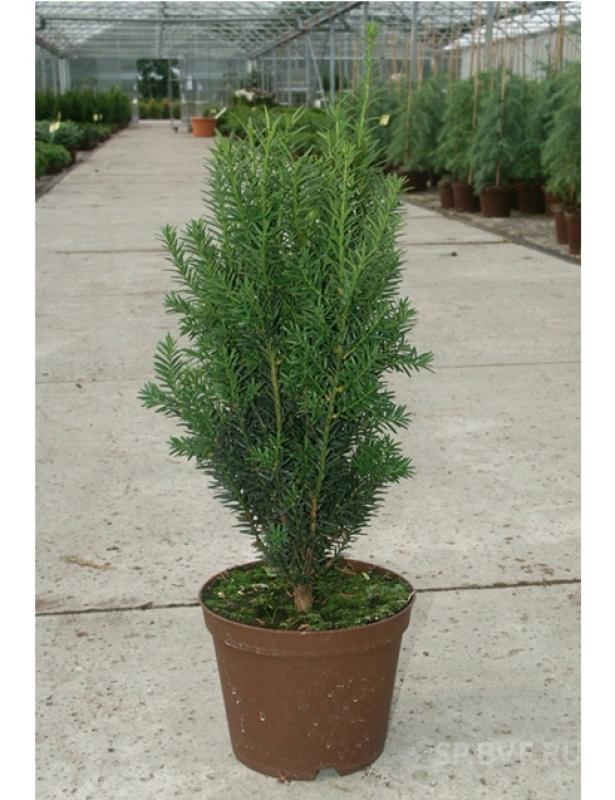 Taxus20media20Hillii20.jpg