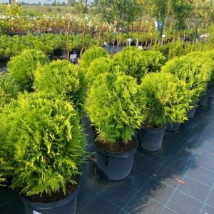 Туя західна - Thuja occidentalis Danica