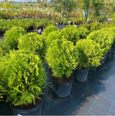 Thuja occidentalis Danica Туя західна - Thuja occidentalis Danica