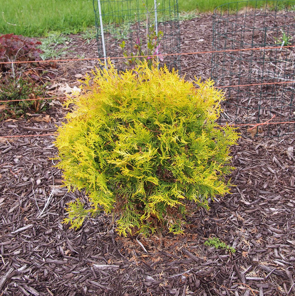 Thuja occidentalis Globosa Aurea Туя західна - Thuja occidentalis Globosa Aurea