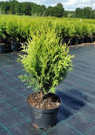 Туя західна - Thuja occidentalis Globosa