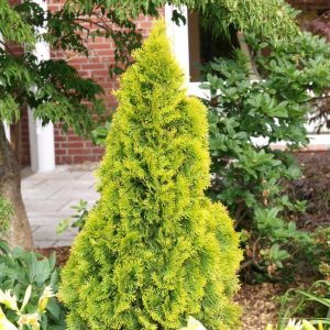 Туя західна - Thuja occidentalis Janed Gold