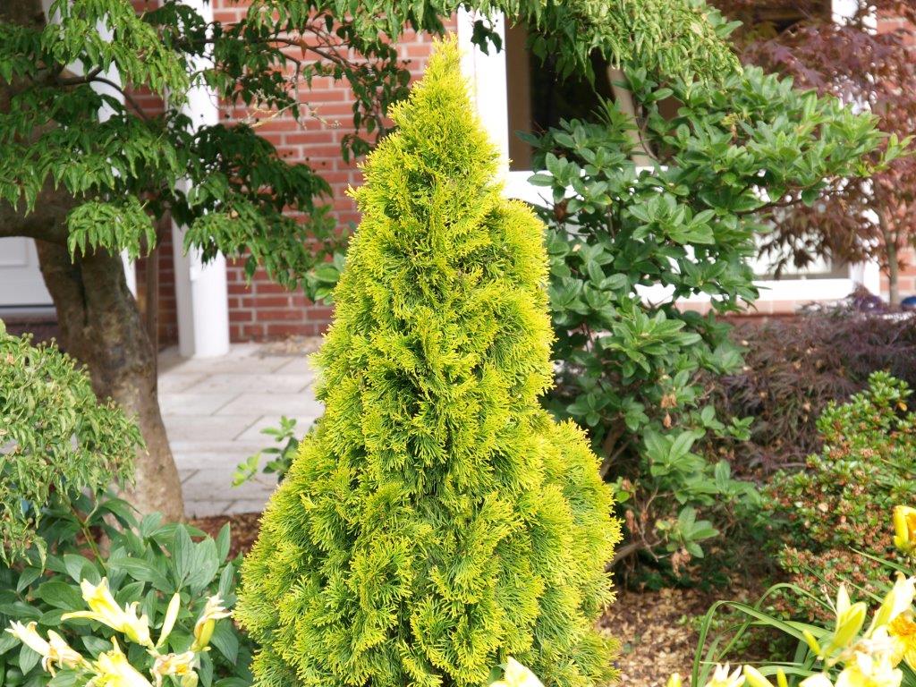 Thuja occidentalis Janed Gold 2 Туя західна - Thuja occidentalis Janed Gold