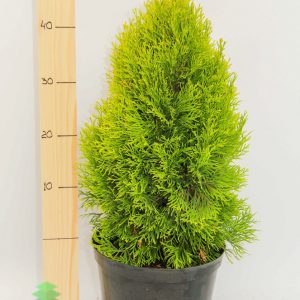 Туя західна - Thuja occidentalis Janed Gold