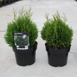 Туя західна - Thuja occidentalis Miky