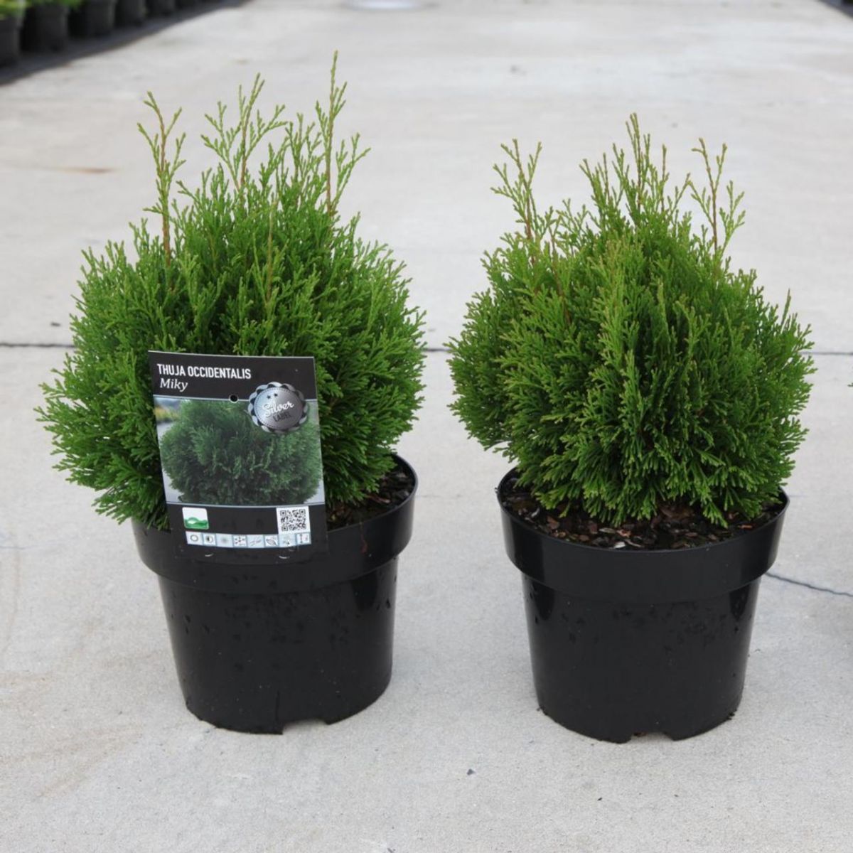 Thuja occidentalis Miky Туя західна - Thuja occidentalis Miky