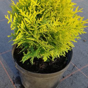 Туя західна - Thuja occidentalis Mirijam