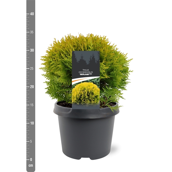 Thuja occidentalis Mirijam2 Туя західна - Thuja occidentalis Mirijam