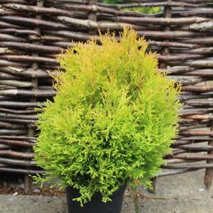 Туя західна - Thuja occidentalis Rheingold
