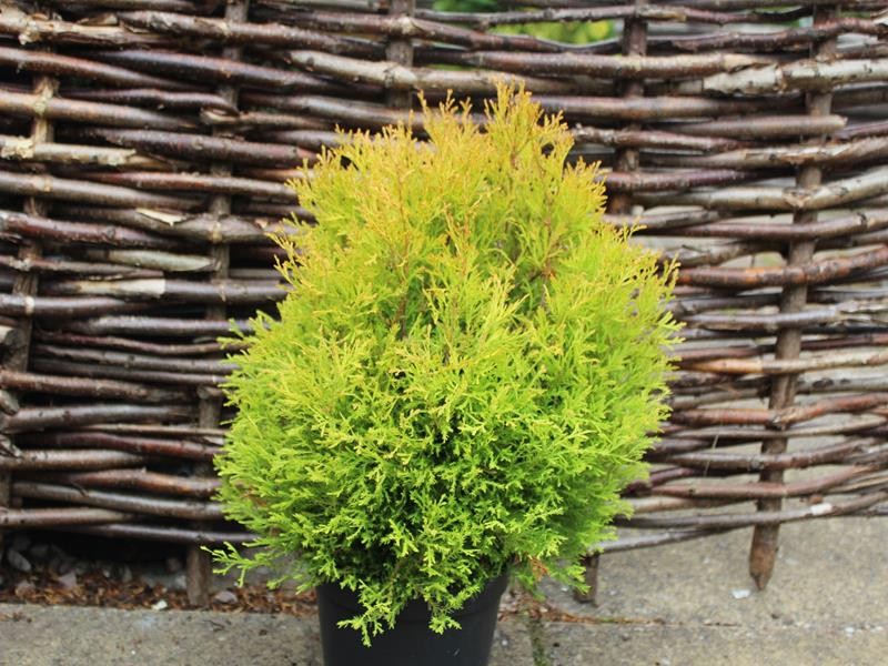 Thuja occidentalis Rheingold Туя західна - Thuja occidentalis Rheingold