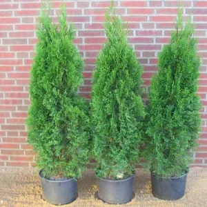 Туя західна - Thuja occidentalis Smaragd