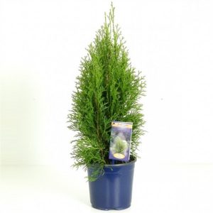 Туя західна - Thuja occidentalis Smaragd Light