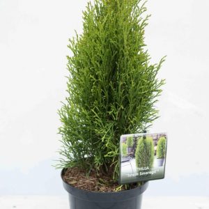 Туя західна - Thuja occidentalis Smaragd Totem