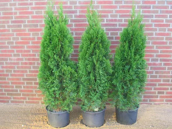 Thuja occidentalis Smaragd Туя західна - Thuja occidentalis Smaragd
