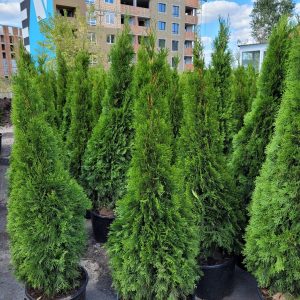 Туя західна - Thuja occidentalis Smaragd