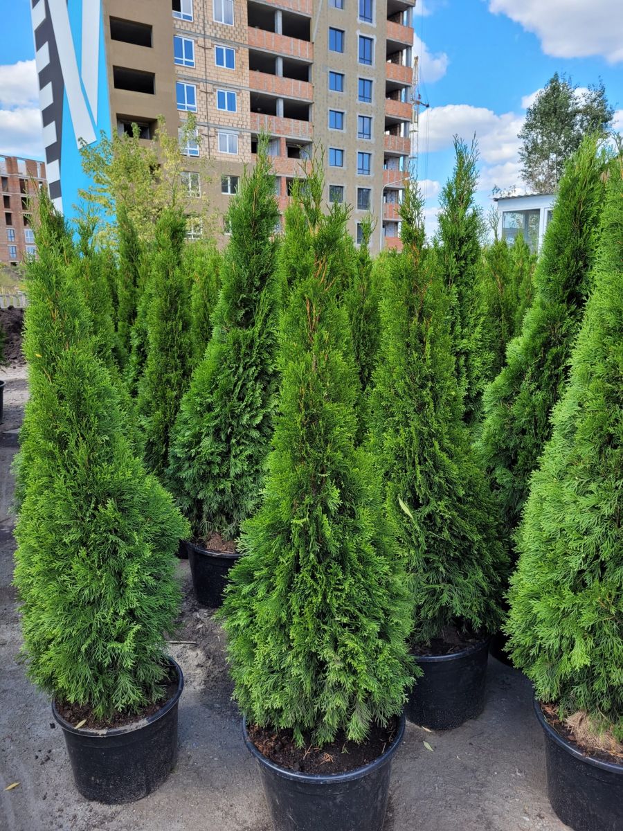 Thuja occidentalis Smaragd2 Туя західна - Thuja occidentalis Smaragd