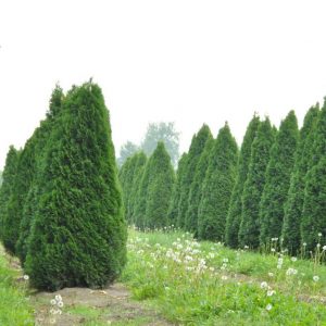 Туя західна - Thuja occidentalis Smaragd