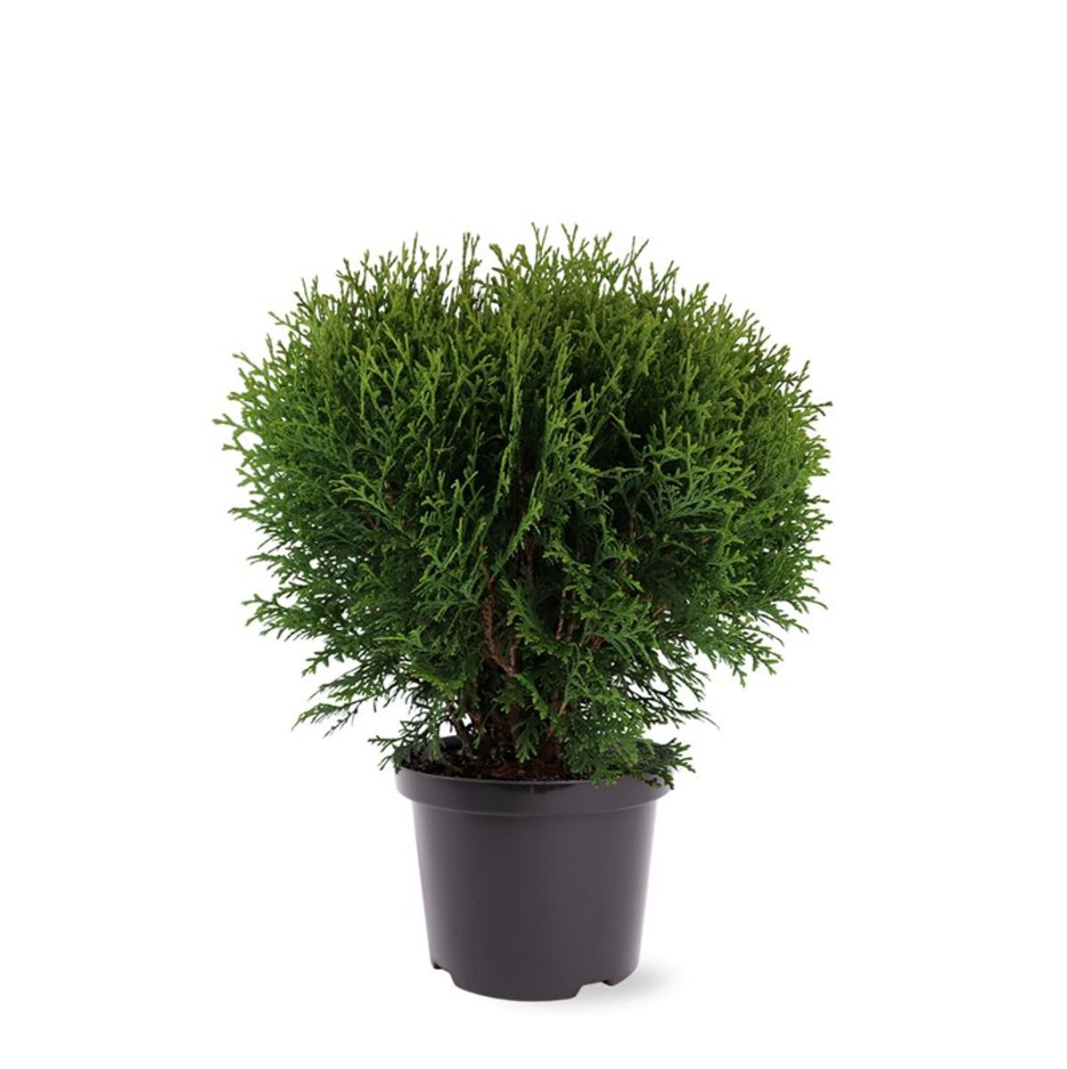 Thuja occidentalis Tiny Tim Туя західна - Thuja occidentalis Tiny Tim