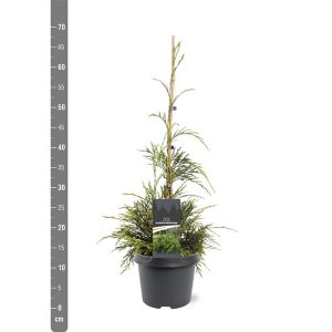 Туя складчаста - Thuja plicata Aldrich Mountain