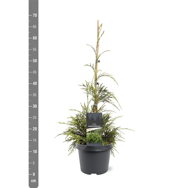 Thuja plicata Aldrich Mountain Туя складчаста - Thuja plicata Aldrich Mountain