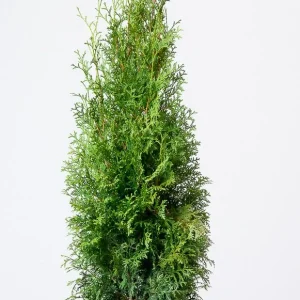 Туя складчаста - Thuja plicata Martin