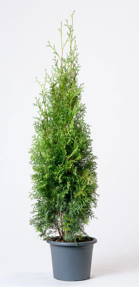 Thuja plicata Martin Туя складчаста - Thuja plicata Martin