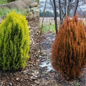 Туя складчаста - Thuja plicata Morgan