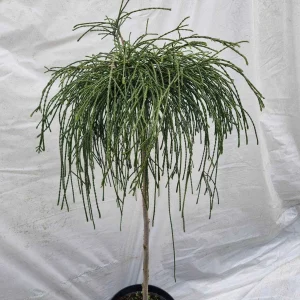 Thuja plicata Wipcort 2 Pa