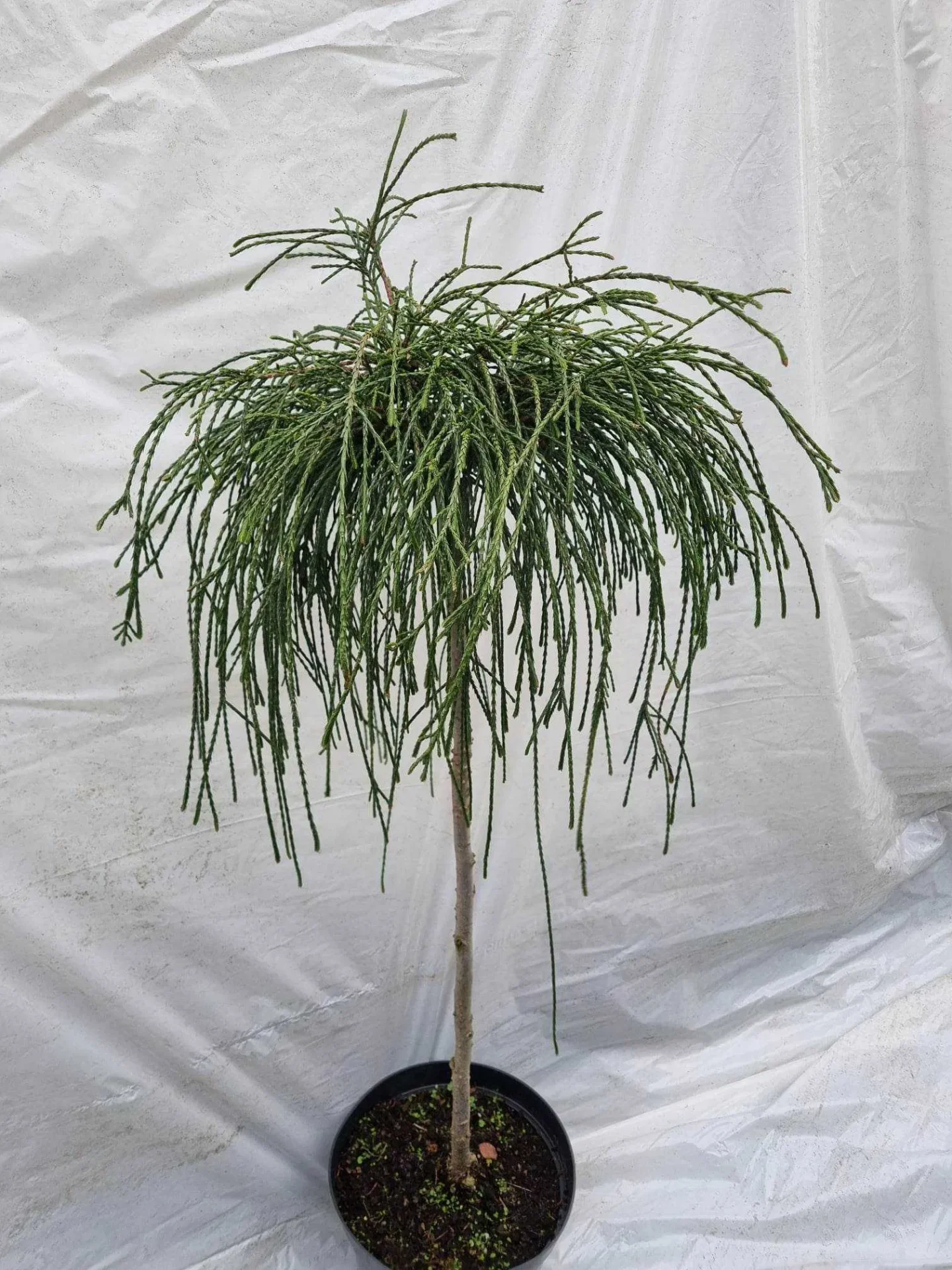 Thuja plicata Wipcort 2 Pa Thuja plicata Wipcort 2 Pa