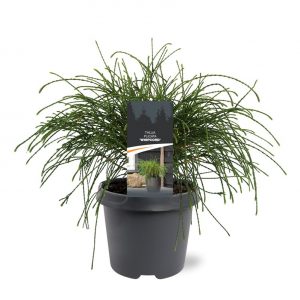 Туя складчаста - Thuja plicata Wipcort