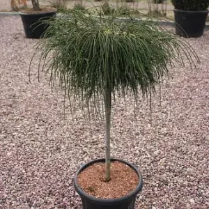 Thuja plicata Wipcort Pa (висота Pa 100 горщик C 10