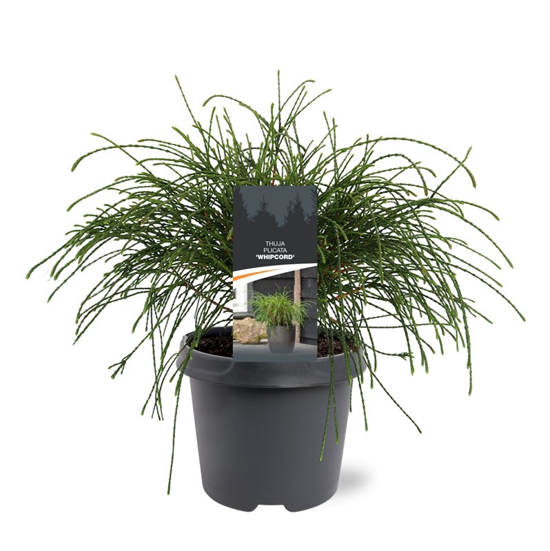 Thuja plicata Wipcort Туя складчаста - Thuja plicata Wipcort