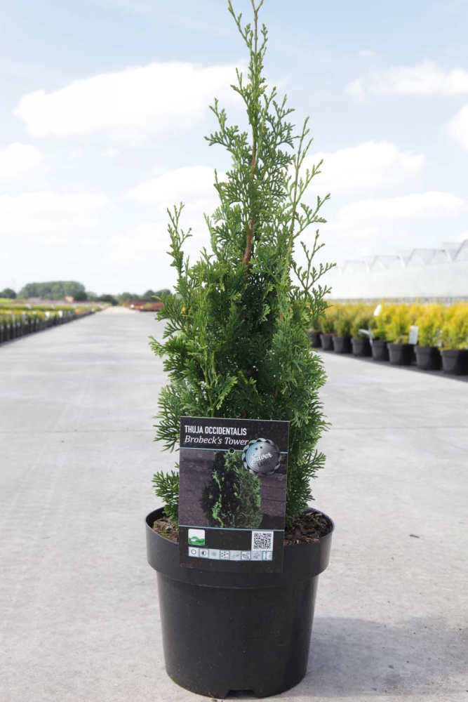 Thuja20occidentalis20Brobeck20s20Tower.jpg