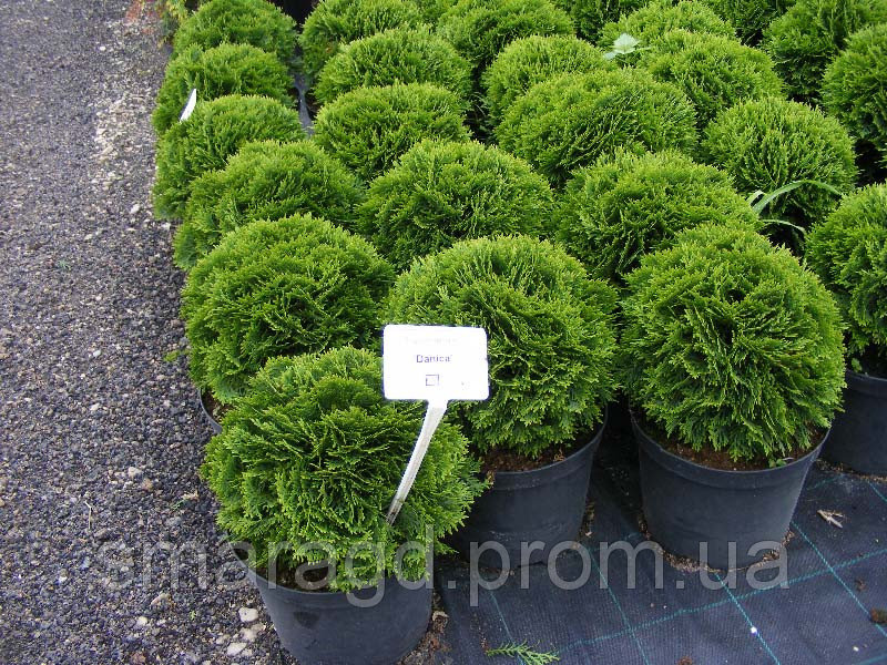 Thuja20occidentalis20Danica20C7.jpg