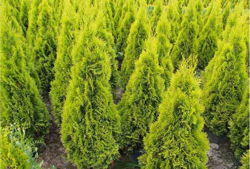 Thuja20occidentalis20Janed20Gold.jpg