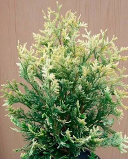 Thuja20occidentalis20Snow20TipC5.jpg