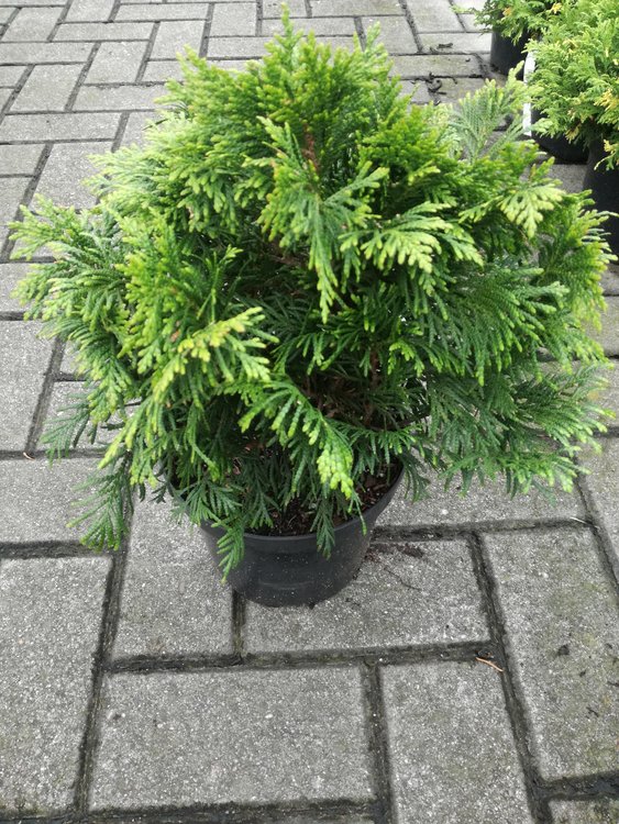 Thuja20plicata20Eschrichs20Grune20Kugel.jpg