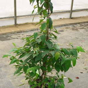 Калина звичайна - Viburnum opulus Kilimanjaro