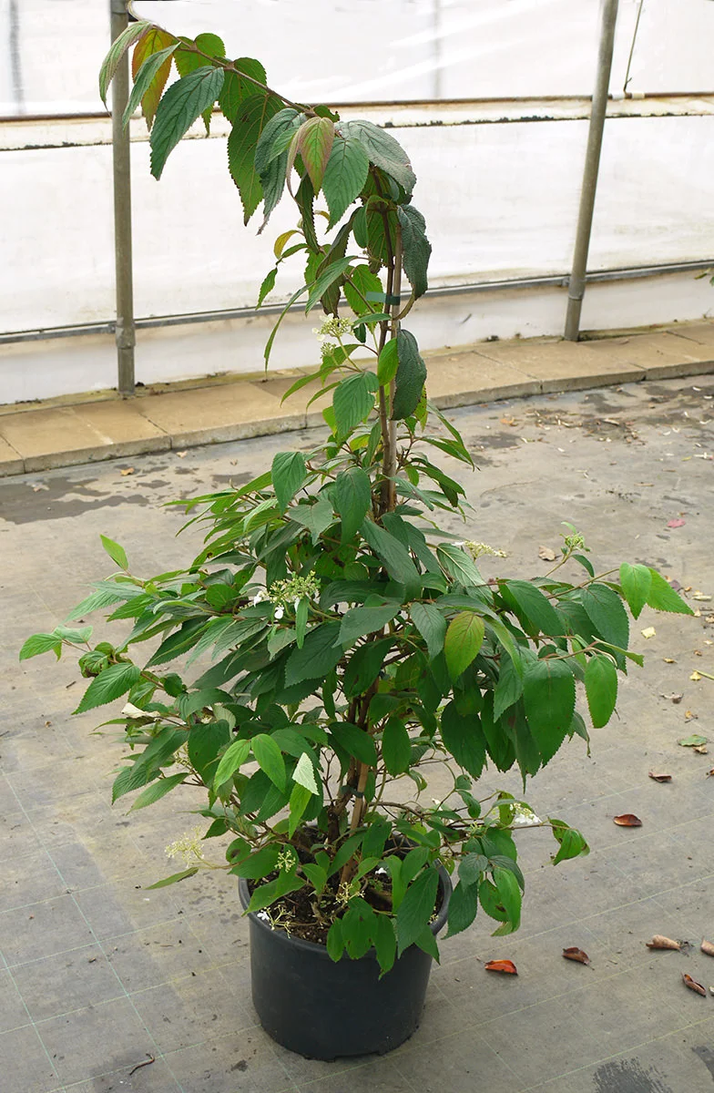 Viburnum opulus Kilimanjaro 2 Калина звичайна - Viburnum opulus Kilimanjaro